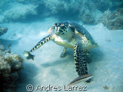 seating turtle by Andres Larraz 